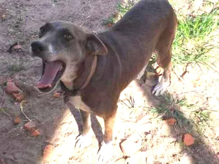 Cachorro ra a Srv idade 5 anos nome Meg
