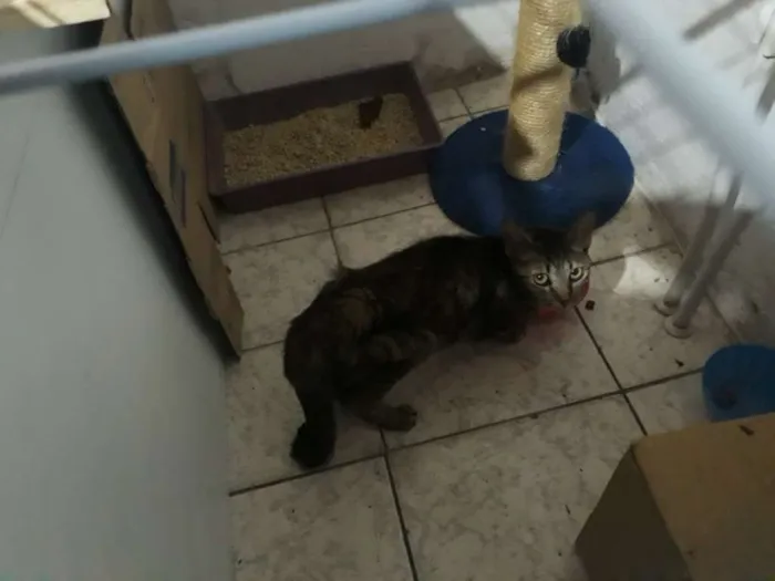 Gato ra a Mestiça  idade 3 anos nome Safira