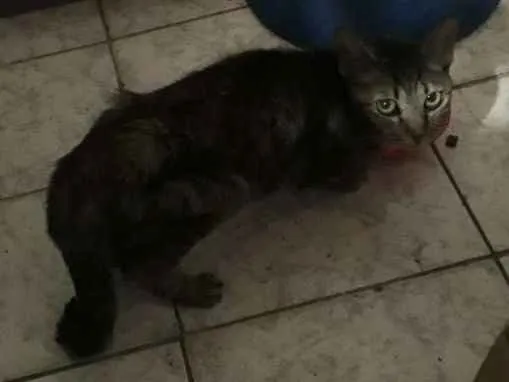 Gato ra a Mestiça  idade 3 anos nome Safira