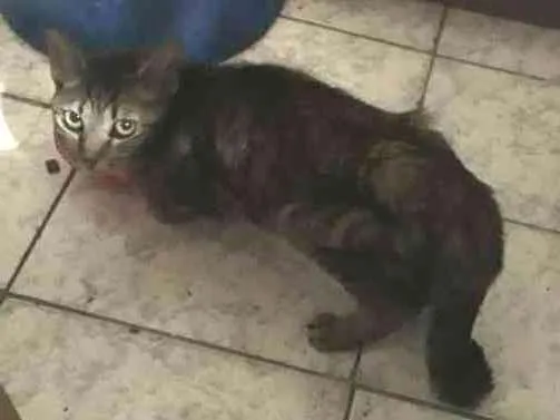 Gato ra a Mestiça  idade 3 anos nome Safira