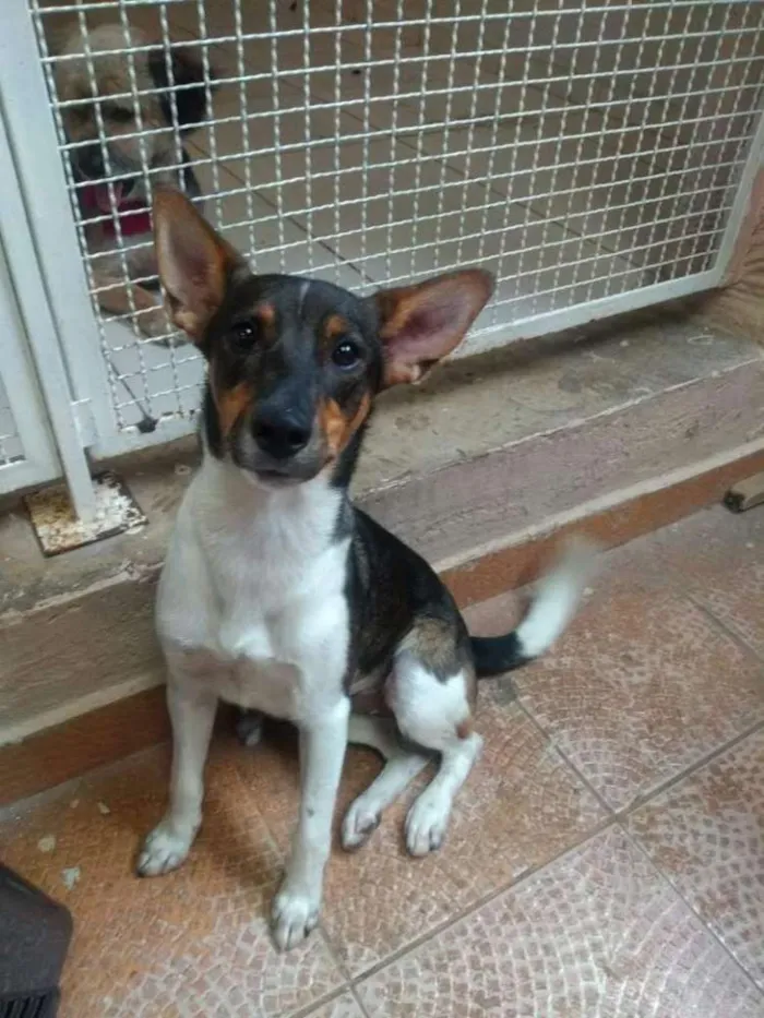 Cachorro ra a SRD idade 2 anos nome Bart