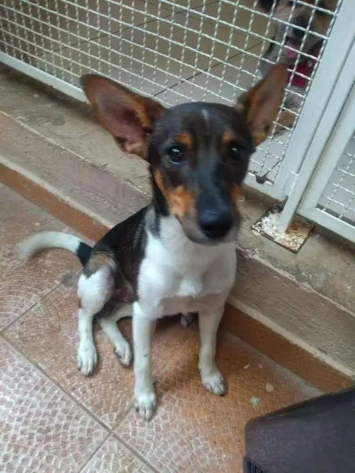 Cachorro ra a SRD idade 2 anos nome Bart