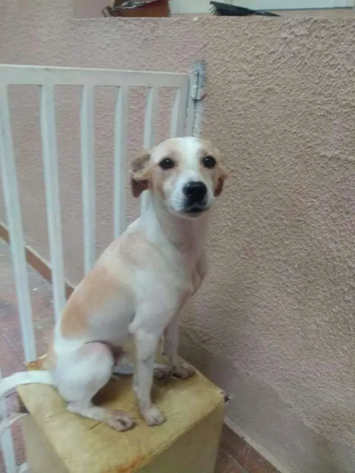 Cachorro ra a SRD idade 2 anos nome Theo