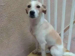 Cachorro raça SRD idade 2 anos nome Theo