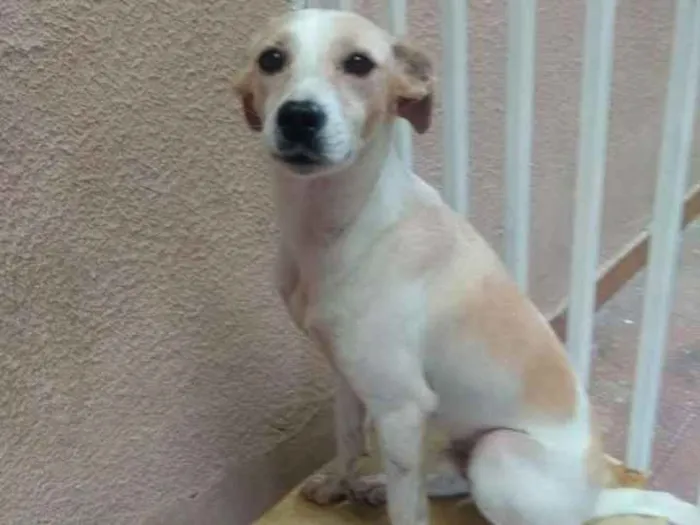 Cachorro ra a SRD idade 2 anos nome Theo