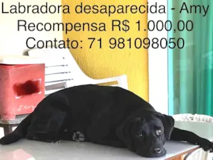Cachorro raça Labrador idade 2 anos nome Amy