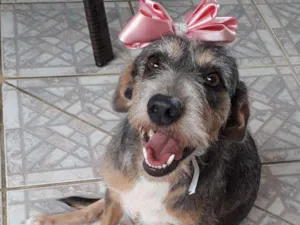 Cachorro raça srd idade 2 anos nome Malu