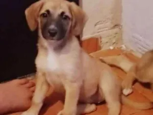 Cachorro raça SRD idade 2 a 6 meses nome Sem nome definido