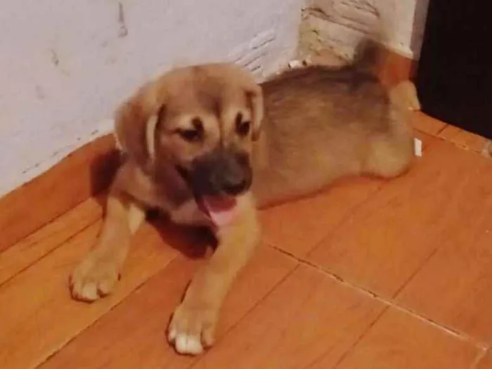 Cachorro ra a SRD idade 2 a 6 meses nome Sem nome definido