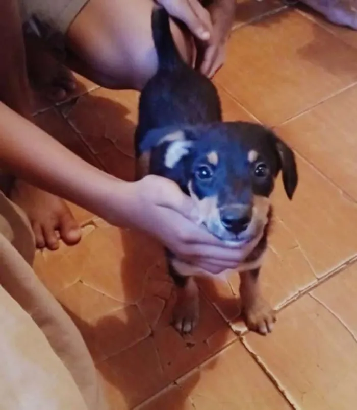 Cachorro ra a SRD idade 2 a 6 meses nome Sem nome definido