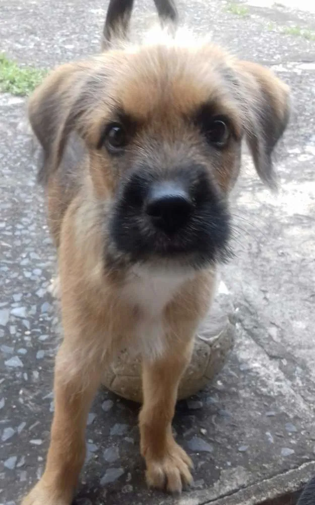 Cachorro ra a Labrador  idade 2 a 6 meses nome Luna