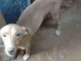 Bob