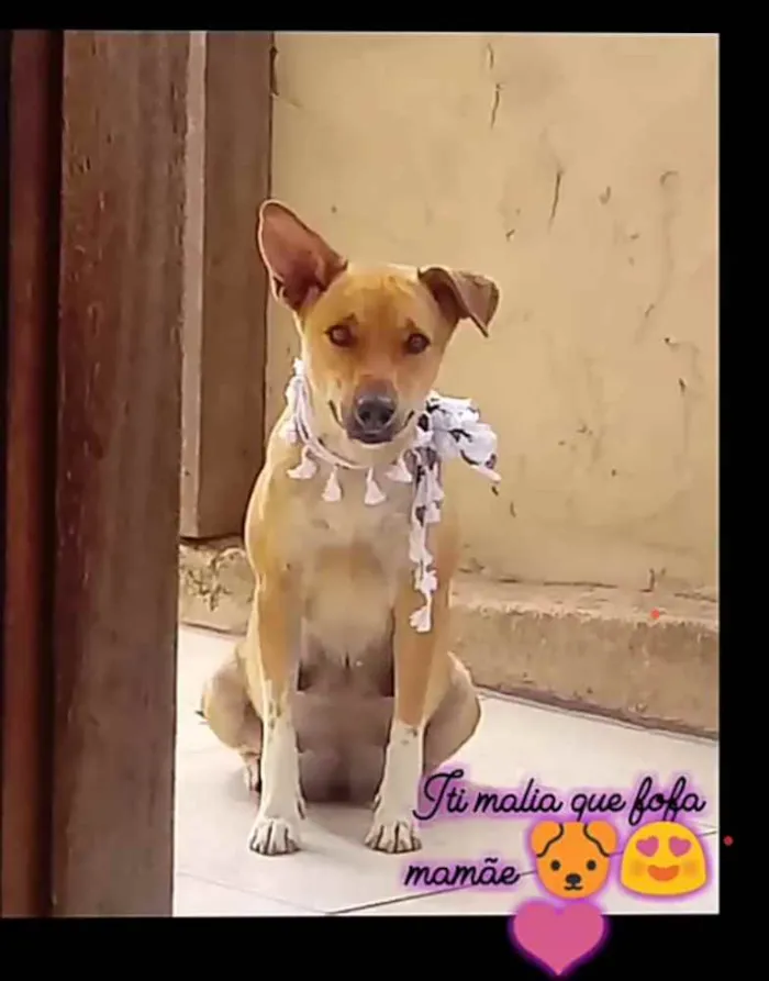 Cachorro ra a Vira lata idade 1 ano nome Thully 