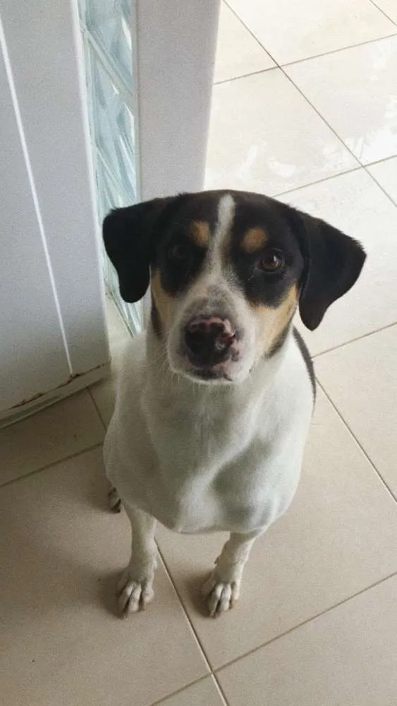 Cachorro ra a Vira lata  idade 6 ou mais anos nome Nick