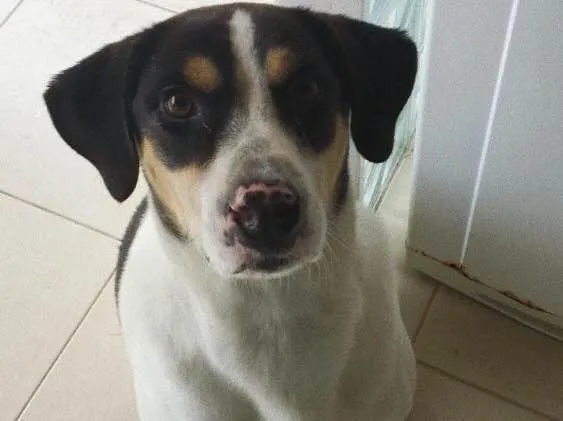 Cachorro ra a Vira lata  idade 6 ou mais anos nome Nick