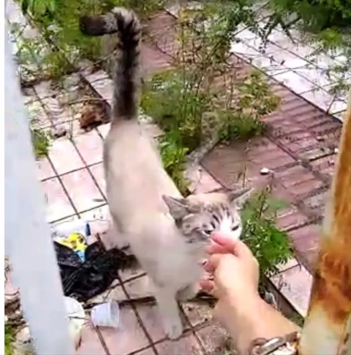 Gato ra a Siames com srd  idade 7 a 11 meses nome Leo bonzinho adoção 