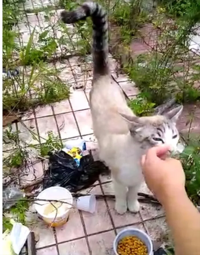 Gato ra a Siames com srd  idade 7 a 11 meses nome Leo bonzinho adoção 