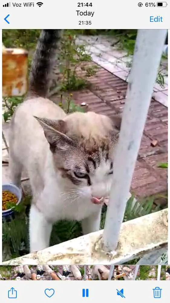 Gato ra a Siames com srd  idade 7 a 11 meses nome Leo bonzinho adoção 