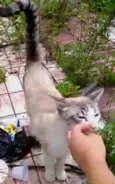 Leo bonzinho adoção