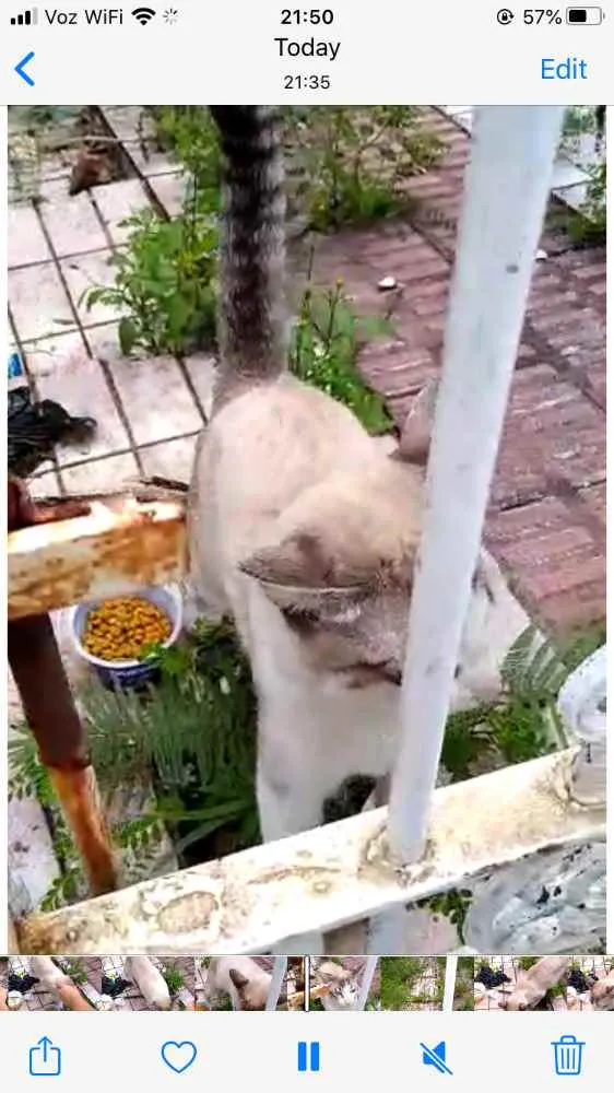 Gato ra a Siames com srd  idade 7 a 11 meses nome Leo bonzinho adoção 
