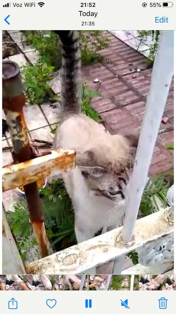 Gato ra a Siames com srd  idade 7 a 11 meses nome Leo bonzinho adoção 