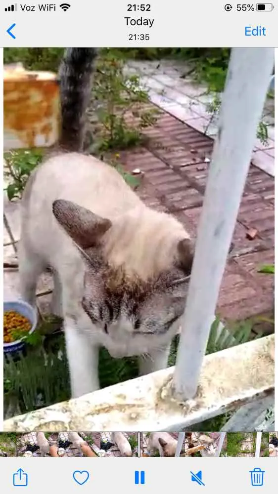 Gato ra a Siames com srd  idade 7 a 11 meses nome Leo bonzinho adoção 
