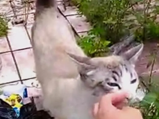 Gato ra a Siames com srd  idade 7 a 11 meses nome Leo bonzinho adoção 