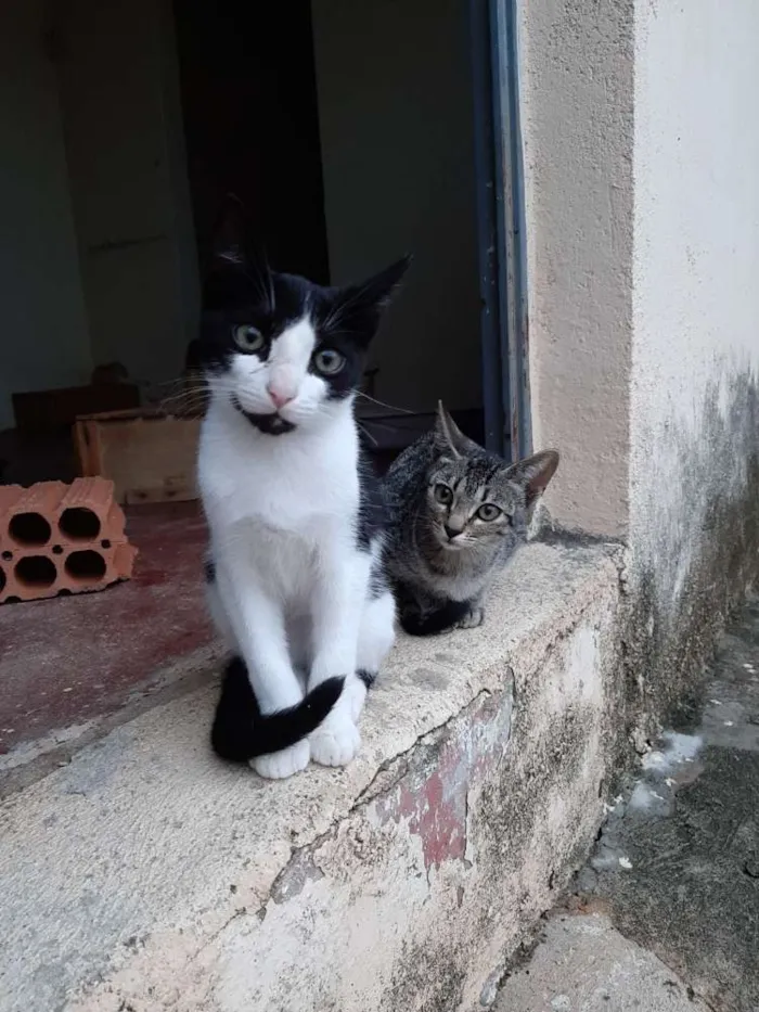 Gato ra a Srd idade 2 a 6 meses nome Não coloquei nome