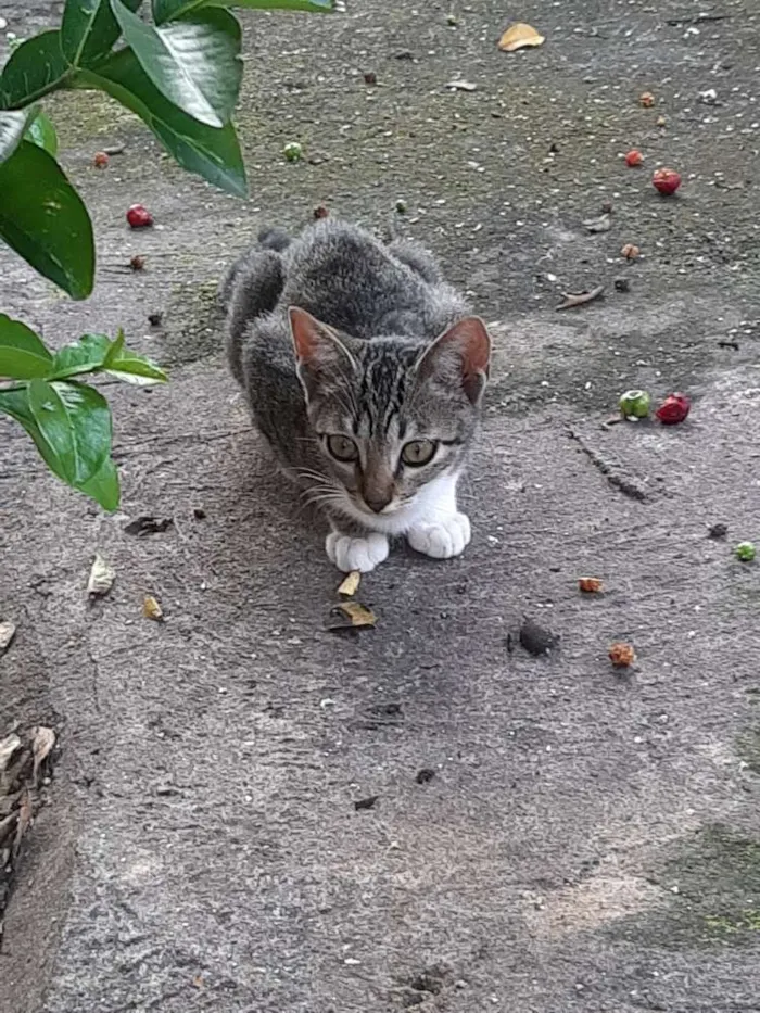 Gato ra a Srd idade 2 a 6 meses nome Não coloquei nome