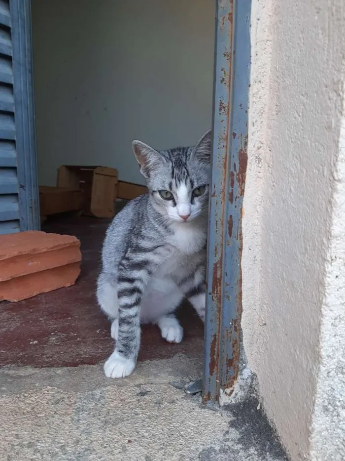 Gato ra a Srd idade 2 a 6 meses nome Não coloquei nome