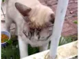 Leo bonzinho adoção