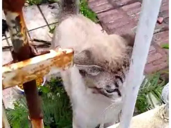 Gato ra a Siames com srd  idade 7 a 11 meses nome Leo bonzinho adoção 