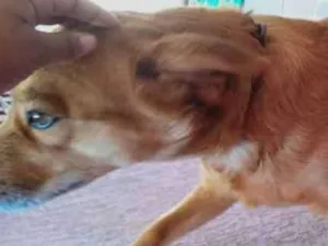 Cachorro raça Vira lata  idade 4 anos nome Princesa