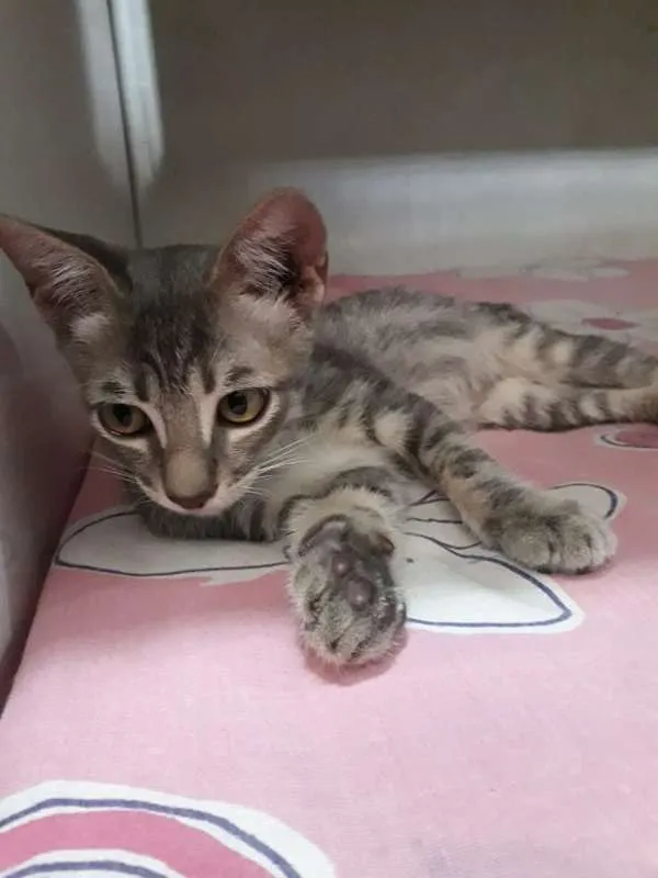 Gato ra a SRD idade 2 a 6 meses nome Sem nome