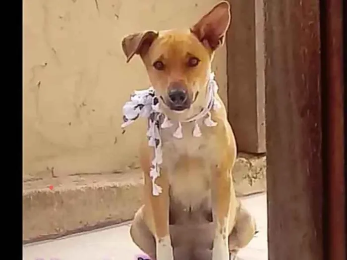 Cachorro ra a Vira lata idade 1 ano nome Thully 