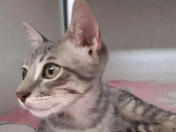 Gato ra a SRD idade 2 a 6 meses nome Sem nome