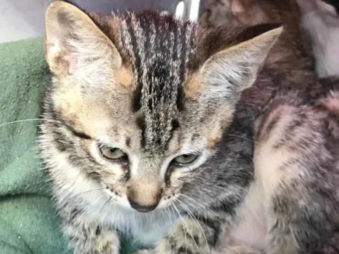 Gato ra a Vira lata idade 2 a 6 meses nome Daise