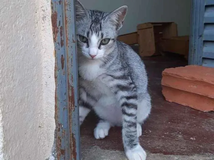 Gato ra a Srd idade 2 a 6 meses nome Não coloquei nome