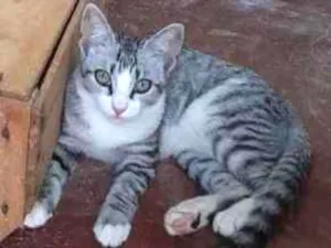 Gato raça Srd idade 2 a 6 meses nome Não coloquei nome