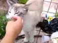 Leo bonzinho adoção