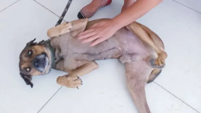 Cachorro ra a SRD idade 6 ou mais anos nome CACHORRO CASTRADO