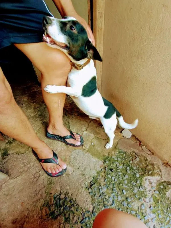 Cachorro ra a SRD idade 1 ano nome SNOOP
