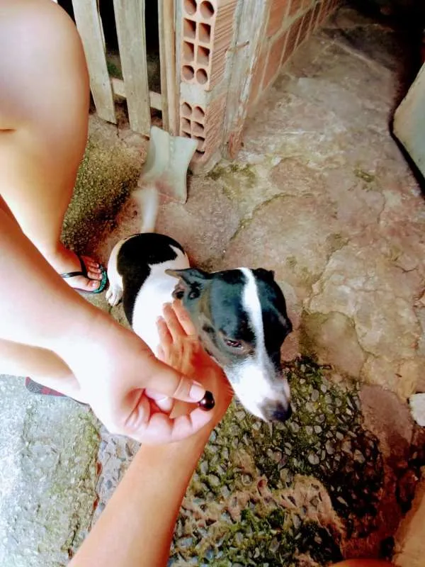 Cachorro ra a SRD idade 1 ano nome SNOOP