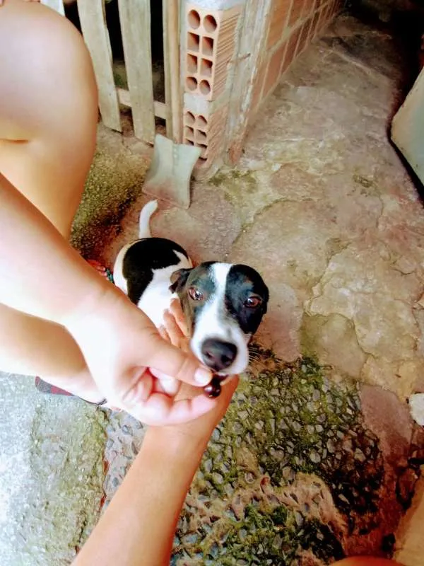 Cachorro ra a SRD idade 1 ano nome SNOOP