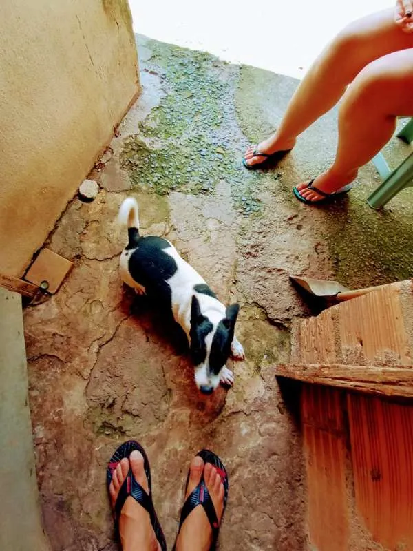 Cachorro ra a SRD idade 1 ano nome SNOOP
