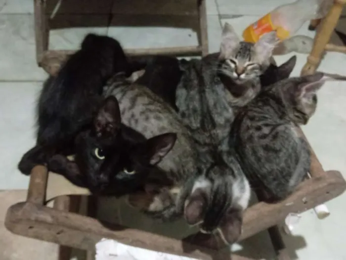 Gato raça Indefinida idade 2 a 6 meses nome Nao foram dados
