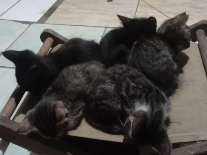 Gato raça Indefinida idade 2 a 6 meses nome Nao foram dados