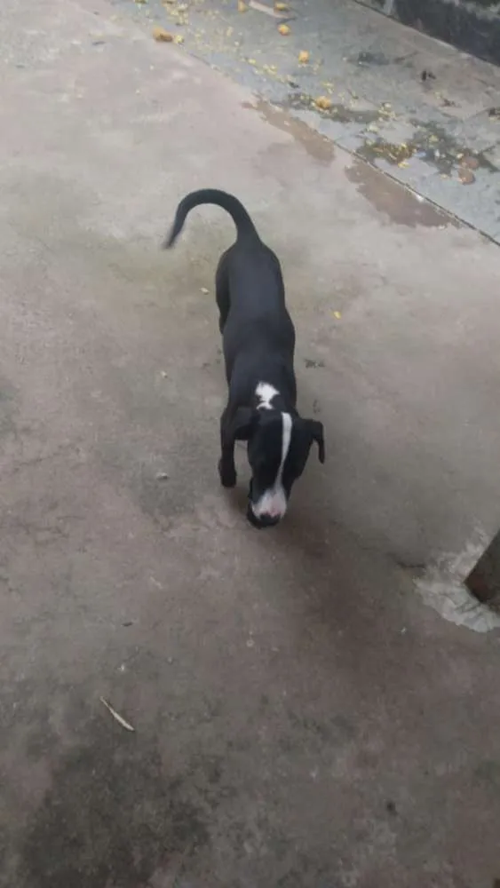 Cachorro raça Mestiças idade 7 a 11 meses nome Kira e Moana