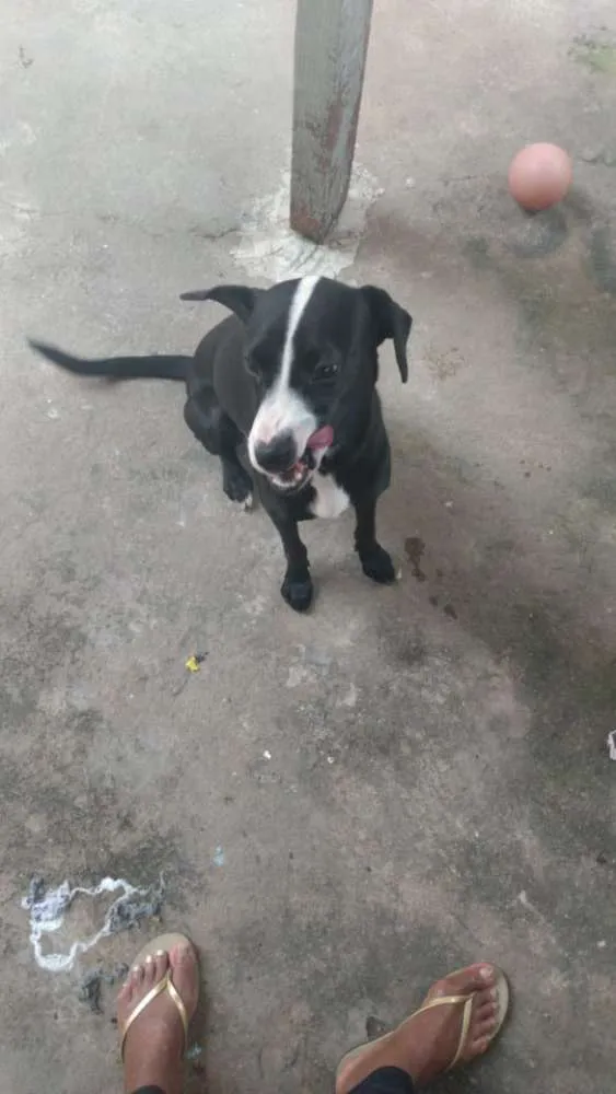 Cachorro raça Mestiças idade 7 a 11 meses nome Kira e Moana