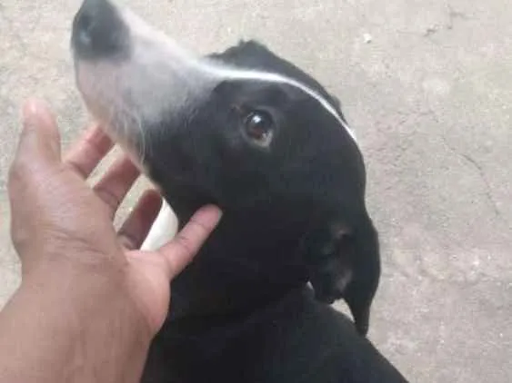 Cachorro raça Mestiças idade 7 a 11 meses nome Kira e Moana